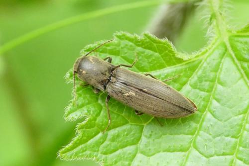 Réf. 230 848 : Agriotes pilosellus
